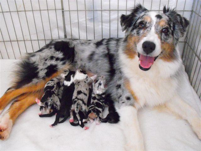 Zoey and her pups